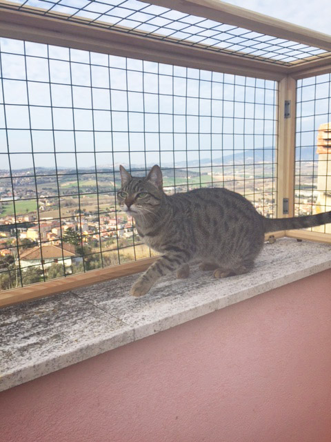 Protezione di terrazza a tetto con camminamento by Recinto per Gatti